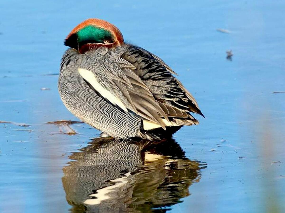 Pass The Keys Goose Feather Barn, Wedmore Luxury Cottage For Two المظهر الخارجي الصورة